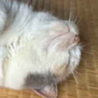 お昼寝中の看板猫→お客さんから貰った『そっくりな石』を隣に並べてみたら…『想像以上の光景』に反響「似てるねぇ」「まんまるでかわいいｗ」