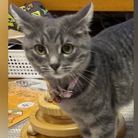 名前をお披露目することになった子猫→愛情いっぱいの『発表方法』が素敵だと２万いいね「愛が伝わってくる」「とっても可愛いねぇ」