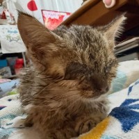 『弱々しかった子猫』を保護して１年→だんだんと変化していって…『見違える光景』に感動「お綺麗になられて…泣」「別ニャン」と１万いいね