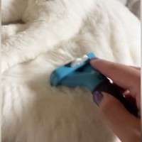 ブラッシング中、リラックスしていた猫→『お腹にブラシが触れた』次の瞬間…まさかの光景に１万いいね「目がマジだね」「声出して笑った」