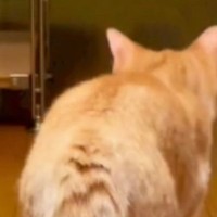 家の中をのんびりと歩いていたネコ→『振り返った』次の瞬間…まさかの光景に「やばい何回も見ちゃうｗ」「素晴らしい反応ｗｗ」と爆笑の声