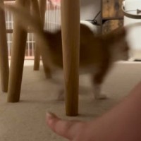 すばしっこくて捕まえられない子猫→『母猫の鳴きマネ』で呼んでみた結果…驚きの反応が64万再生「凄いスピード」「上手くて笑った」と話題