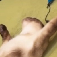 仰向けで大の字になって寝ていた元野良猫…豪快な寝姿に笑ってしまう人が続出「隣で同じ格好したいｗ」「伸びてて笑った」と16万再生