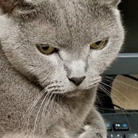 キーボードの上に乗って邪魔をする猫→どいてもらおうとした結果…『予想通りの展開』に爆笑の声続出「目が臨戦態勢でウケる」「嬉しそうｗ」