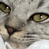 おくるみで猫を包んでみた結果…赤ちゃんのような『可愛すぎる光景』に癒されると３万いいね「満更でもなさそう」「なんか、牡蠣っぽいｗ」