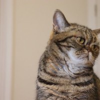 猫が『悲しい』と感じてしまう瞬間4つ　気付いてあげたいサインや接し方のポイントも