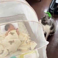 猫が『生まれたばかりの赤ちゃん』に近づかないよう『蚊帳』を設置した結果…『予想外の光景』が101万再生「頭がいいｗ」「笑ってしまった」
