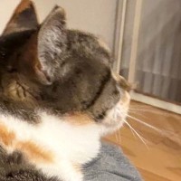 『当たり前のように乗ってくるけど…』大きくなっても『甘え方が変わらない猫』が可愛すぎると２万いいね「幸せの重み」「子供の感覚だよねｗ」