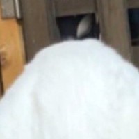 『猫』を撮影したはずなのに……謎の生き物すぎる『衝撃の瞬間』に30万いいね「妖怪の一部って猫の見間違いだと思う」「くっそワロタｗ」
