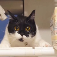 お風呂場で遊ぶのが大好きなネコ→ドアが閉まっていた結果…ダンスのような『まさかの行動』が47万再生「足がかわいすぎてｗ」「ステップｗ」