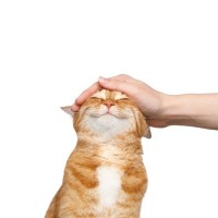 愛猫を満足させる『最高の撫で方』のコツ3つ　絆を深めるメリットも？喜ばれる部位までご紹介