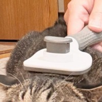 ブラッシングされる猫→正面から『顔』を見てみると…まさかの光景に２万いいね「顔が変わってるｗ」「別猫のようで笑った」と爆笑の声
