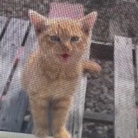 網戸越しに『家の中を覗き込んできた子猫』を家族に迎えた結果…２ヶ月間の歩みに「素敵な方に出会えてよかった」「表情が変わったね」と反響