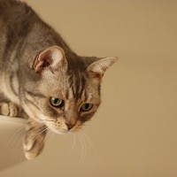 猫を飼っていると起こる『飼い主が焦る瞬間』5選　思わずヒヤヒヤする場面や安全を守るための対策