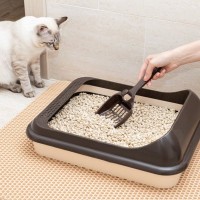 猫が『トイレ掃除を監視』してくるときの理由5つ　なにをチェックしているの？不思議な行動の意味とは
