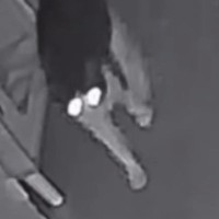 『真夜中』にペットカメラを見たら、猫が……『躍動感あふれる光景』に「目がすごいｗ」「大運動会してるｗｗ」と爆笑する人が続出