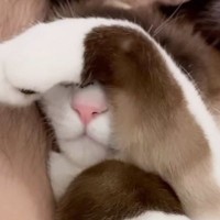 おててを使って『目を隠していたネコ』→どかして、顔を見てみたら…あまりにも予想外な『表情』が23万再生「わらけてもうたｗ」と爆笑の声