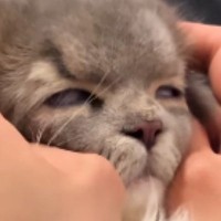 病院から帰ってきた猫→家にいた他の猫から『拒絶』されて…まさかの光景が205万再生「されるがままｗ」「なんか降臨してて笑った」と話題