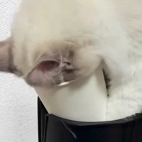 紙コップに顔を突っ込んで『遊んでいたネコ』→様子を見ていると…「すごいことになったｗ」「コントかよｗ」笑ってしまう展開に反響