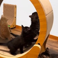『キャットホイール』を設置したら、子猫たちが集まってきて…微笑ましい光景に癒される人が続出「興味津々だねｗ」「なんて賢いの」