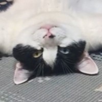 豪快なへそ天で『くつろぐ猫』を見ていたら→『おてての動き』が…まさかの行動に13万いいね「絶対人間入ってる」「吹いてしまったｗ」と話題
