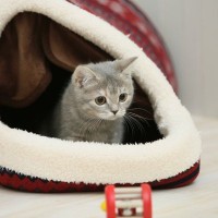 猫があなたに『叶えてください』と願っていること4つ　お願いする理由や愛猫を満足させるコツ