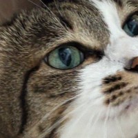 休みを取った嫁から送られてきた『猫の様子』を見たら…思わず嫉妬してしまう光景に４万いいね「飛んで帰りたくなるね」「許せませんなぁ」