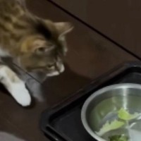 猫は『レタスを浮かべると水を飲んでくれる？』→挑戦してみた結果…想定外のリアクションが109万再生「可愛すぎるｗ」「癒されたｗ」と話題