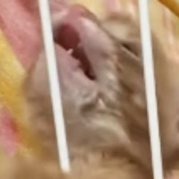『あけてー』と訴えるように『全力でアピールする子猫』→すぐ横を見ると…まさかの光景に「吹いたｗ」「一生懸命すぎてｗｗ」と爆笑の声続出