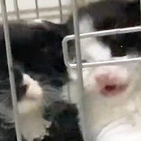 ケージの中にいる子猫たち→ごはんの時間が近づくと…ニヤニヤが止まらない『猛アピールの様子』に「出せ出せ感が凄いｗ」「元気いっぱいｗ」