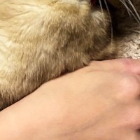 『抱っこが苦手な猫』を抱っこしてみると……可愛すぎる『まさかの表情』に笑ってしまう人が続出「人形みたいｗ」「目が笑ってないｗ」