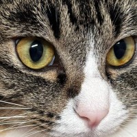 毛布に座り込む猫の『胸』を見たら…思わずモフりたくなる『綺麗すぎる形』に６万いいね「前世はきっとハト」「ナイスボディｗ」と話題に