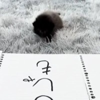 3つの紙を並べて赤ちゃん猫に『自分の名前』を選んでもらった結果…ほっこりする光景が93万再生「悩んだ末にｗ」「勢いが凄くてかわいいｗ」
