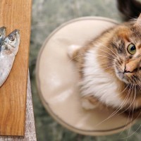 魚が大好物の猫は気を付けたい『イエローファット』とは？　主な原因や症状・予防法まで解説