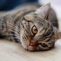 猫が『脱水症状』になっているときのサイン4つ　応急処置の方法や心がけるべき予防法も解説
