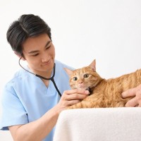 猫を『動物病院』に連れて行くタイミング4つ　定期的に行くべき理由やメリットも解説