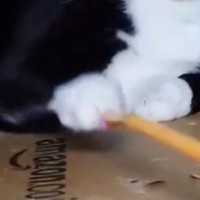 『懐かない歴３年の元野良猫』→遊ぼうと、『孫の手』を近づけると…笑ってしまう光景に７万いいね「しゃーなし感かわいい」「顔に出てるｗ」