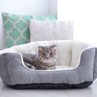 猫がやたらと『寝床を変える』3つの理由　考えられる心理や好みやすい環境の条件も