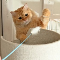 猫はどのぐらいの『運動量』が必要なの？　年齢ごとの違いやオススメの室内運動5つもご紹介