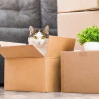 愛猫と『引っ越し』をするなら注意すべきこと3つ　起こりうるトラブルから負担を軽減する工夫まで