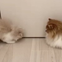 廊下の隅にいた『子猫と先輩猫』→子猫が『体を丸めた』次の瞬間…驚きの行動に「初めて見たｗ」「大技を会得しててすごい」と反響
