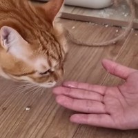 久しぶりに遊びに来た妹→『元凶暴猫』との再会で……心温まる『まさかの展開』に反響「感動の涙と笑いの涙がｗ」「良かったねぇ」