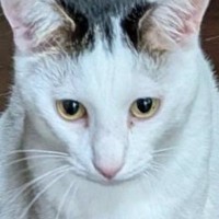 猫が２階のリビングまで運んできた『まさかの物』とは……笑ってしまう光景に「洗ってほしいのかもｗ」「すごくクチャイ」「頑張ったねぇ」の声