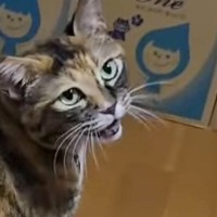 猫が電源の入った『ブルブルマシン』に乗った結果…笑ってしまう『まさかの展開』が171万再生「われわれは宇宙人だ」「楽しんでやがる」