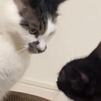 新しい爪とぎを買った結果→『保護子猫と先住猫』が……ほのぼのとした『バトルの様子』に「可愛すぎて言葉がでない」「遊んであげてるｗ」の声