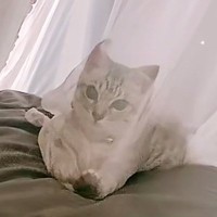 カーテンの向こう側にいた子猫→『おいで』と合図を送った結果…直後の『まさかの光景』が57万再生「停止するまでが速いｗ」「情けないｗｗ」