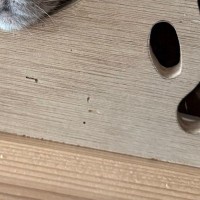 『家に帰ってドアを開けたら…』ネコの可愛すぎる『お出迎えの様子』に１万いいね「仕事の疲れも吹き飛ぶねｗ」「使い方わかってるね」と話題