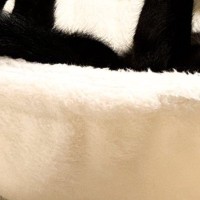 キャットタワーでくつろぐ黒猫→独特な体勢で…まるで数字のような『まさかの瞬間』に３万いいね「ダイニングメッセージ」「ベフフにも見える」