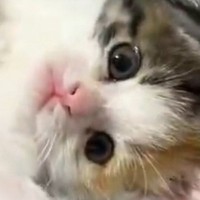 可愛いポーズで『毛布の上に寝転がっていた子猫』→次の瞬間…まさかの『あざとすぎる行動』に２万いいね「となり行かないとｗ」「けしからん」