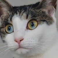 真剣な表情で『何かを見つめていた』２匹の猫→確認してみると……『ホラーな展開』に４万いいね「夜はやめてほしいやつ」「逆に怖い」と話題